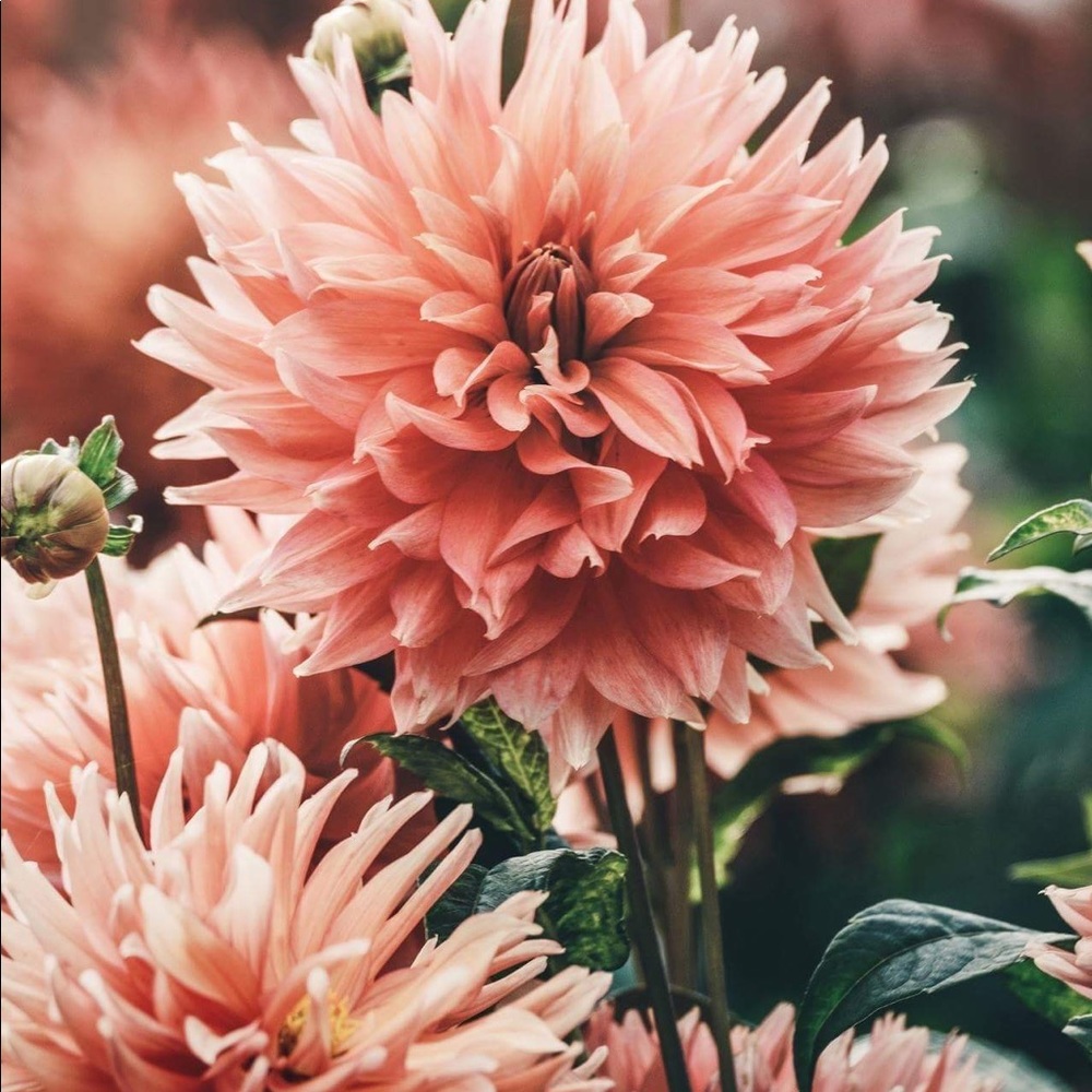 Meet your Posher, Yessica